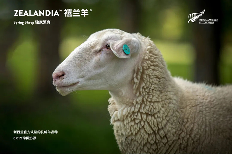 Spring Sheepdȫd׃̷^(gu)ע@GCBME05.jpg